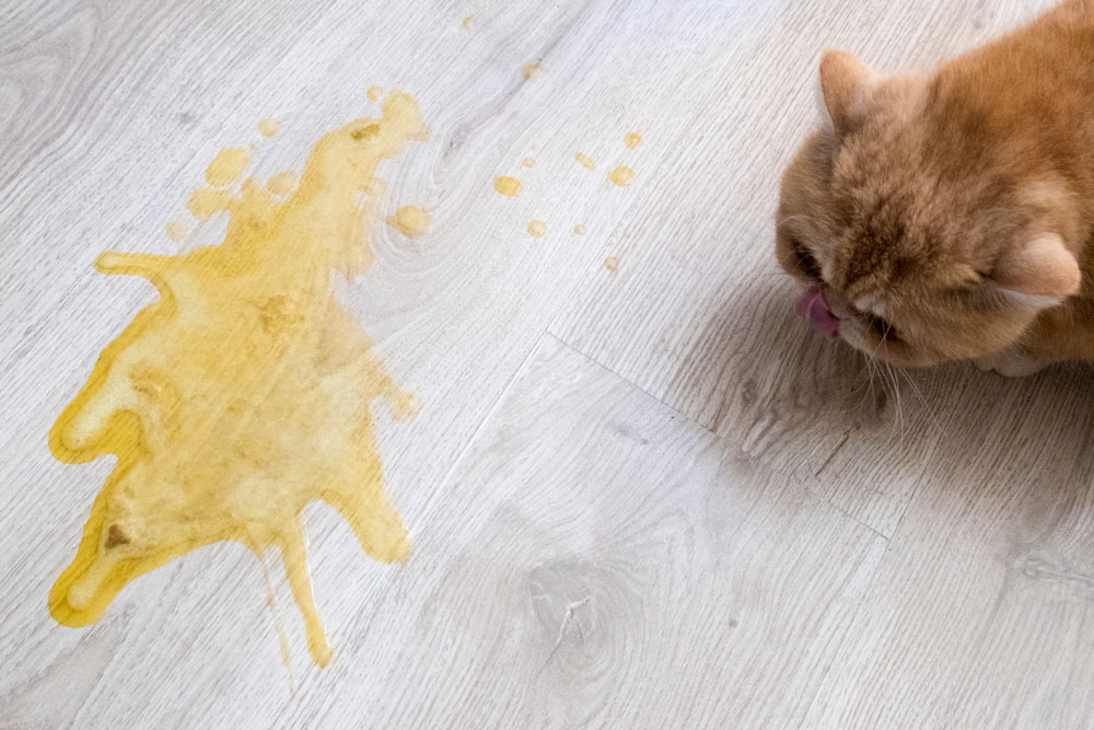 Yellow pet vomit on a wooden floor caused by stomach upset.