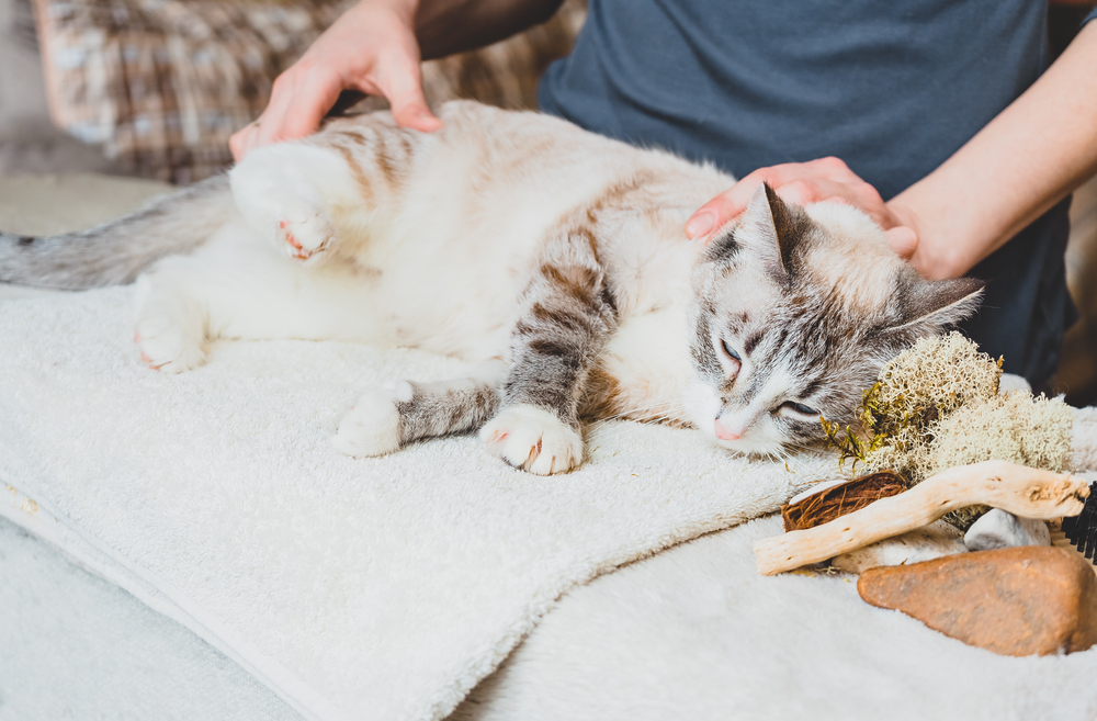 A person gently massaging a cat’s hind leg, with the cat lying relaxed and the person’s hand rubbing the thigh area, to promote circulation and relaxation.