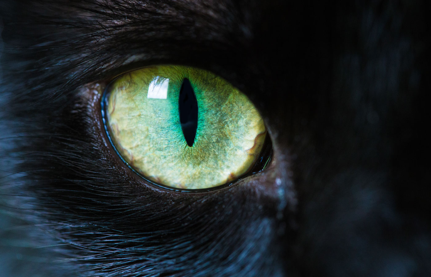 A macro close up of a piercing bright green cat eye of a jet black cat