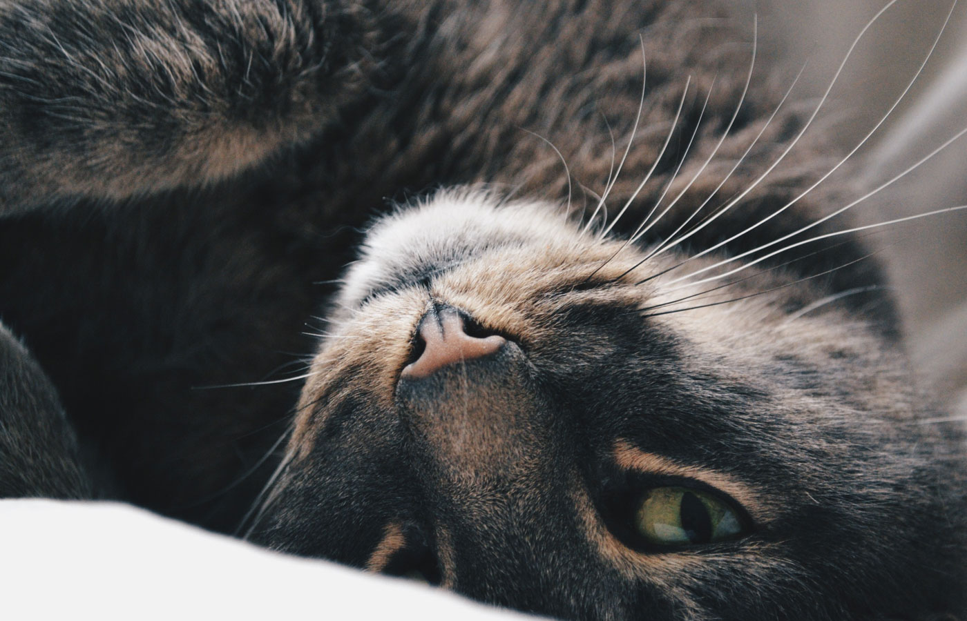 Beautiful Grey Cat