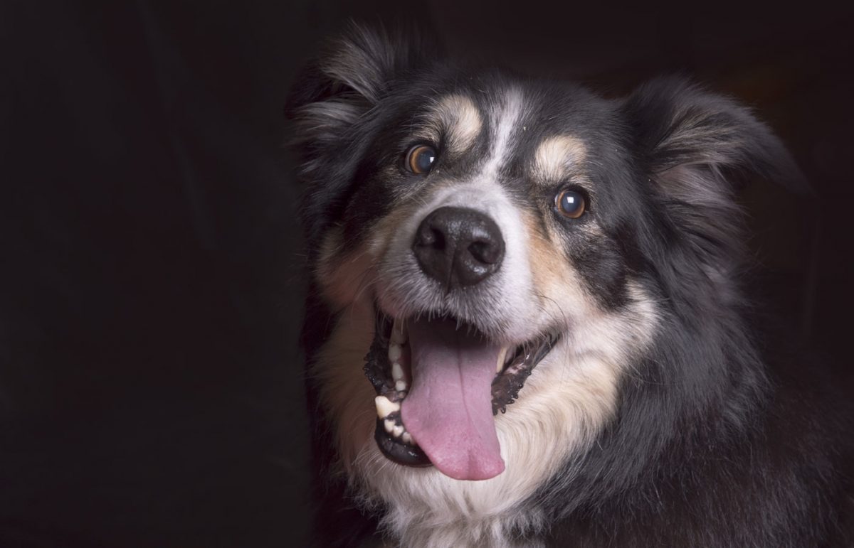 Services - Veterinarian in Lagrangeville | LaGrange Veterinary Hospital