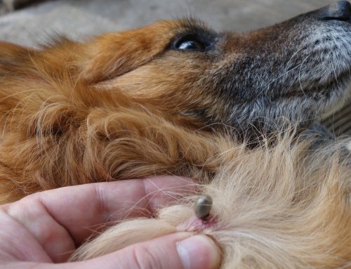 7 Steps to Safely Remove a Tick from Your Pet