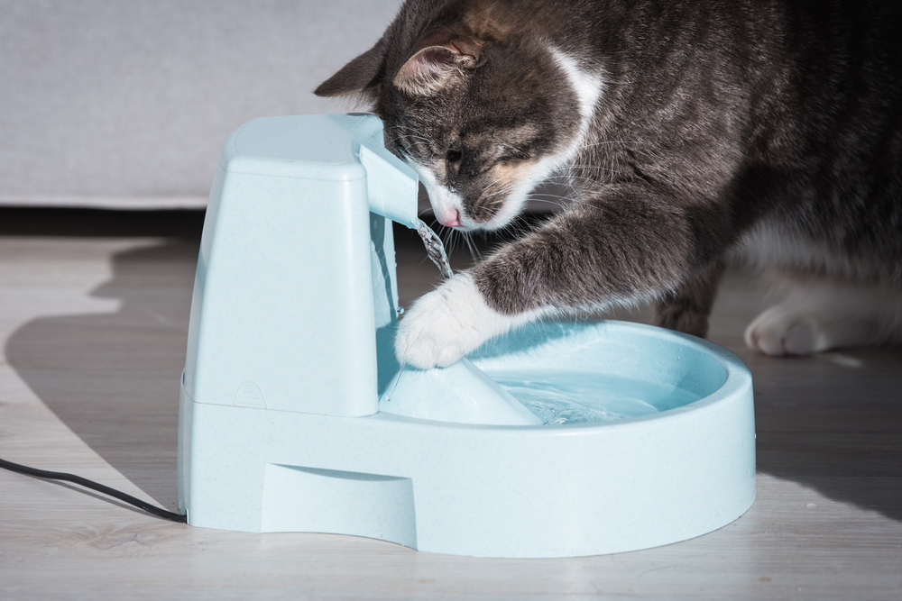 8 Tips to Encourage Your Cat to Stay Hydrated - Veterinarian in ...