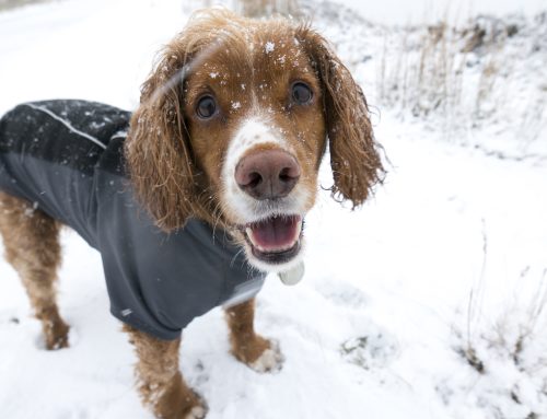 Weathering the Winter: 5 Cold Weather Pet Safety Tips