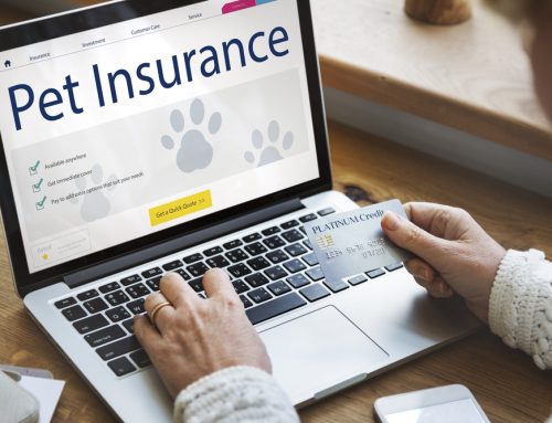 5 Reasons Why You Need Pet Insurance