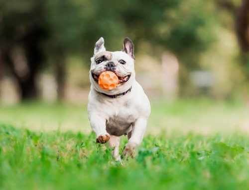 Fitness with Fido: Choosing the Best Exercise Types for Your Dogs