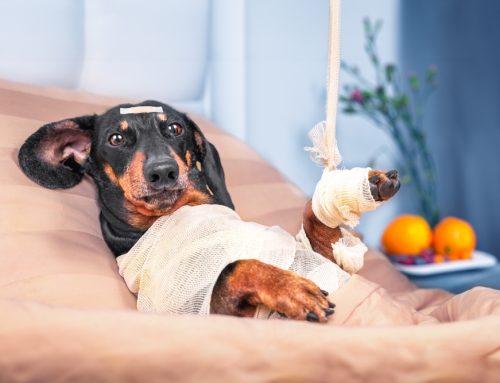 Common Pet Emergencies and Steps You Can Take to Avoid Them