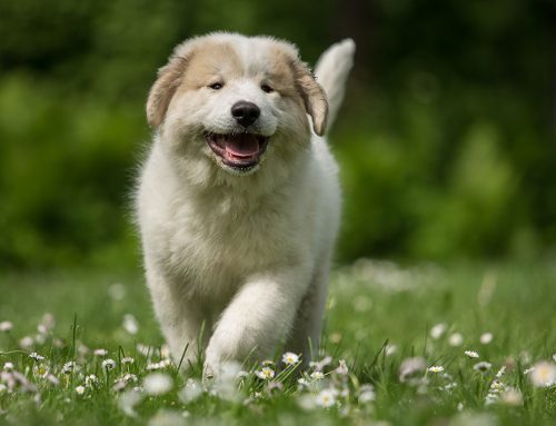 Unlock the Secret to a Happy Pet: Mastering Low Stress Handling at Home