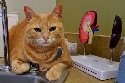 Image showcasing Feline Kidney Disease: Early Symptoms & How to Manage It - Veterinarian ...