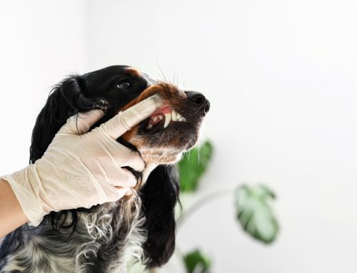 Is Your Pet’s Dental Cleaning a Scam? The Truth About Anesthesia-Free Options!