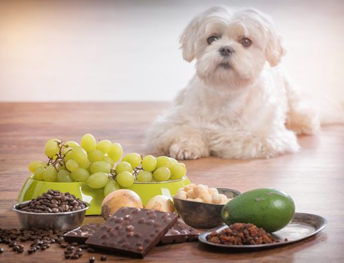 Pet Poison Control: Foods and Substances to Keep Away from Your Dog or Cat