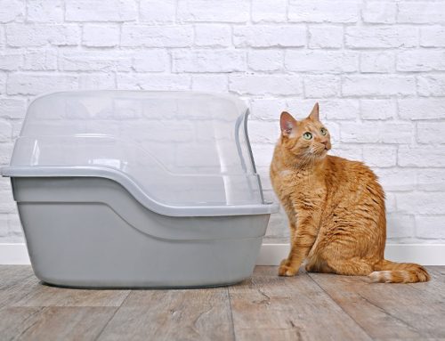 Urinary Blockages in Cats: Symptoms, Causes, and Urgent Care