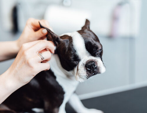 Ear Infections in Dogs: How to Prevent and Treat Recurring Issues