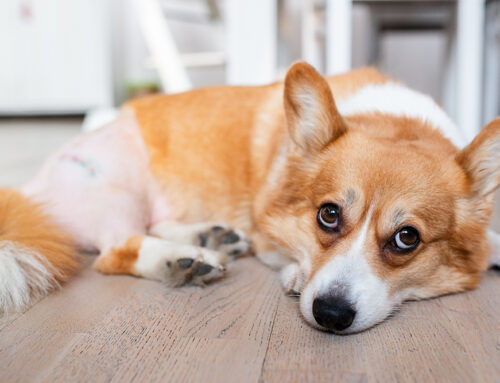 Caring for Pets with Osteoarthritis: A Comprehensive Guide