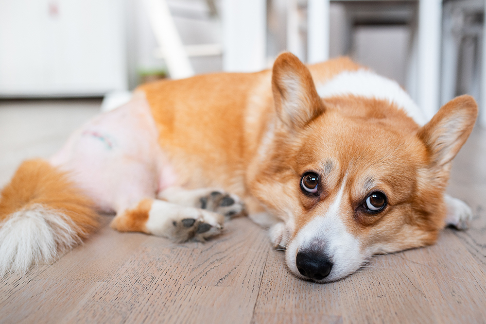 Corgi dog lying on a veterinary hospital bed, recovering from surgery, with a shaved patch and medical bandage on one of its legs.