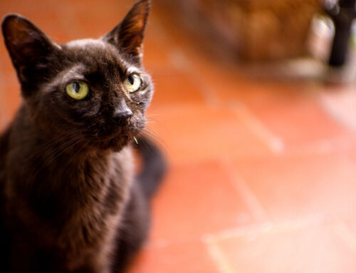 Cardiac Medications Explained: Pimobendan, Diuretics, ACE-Inhibitors