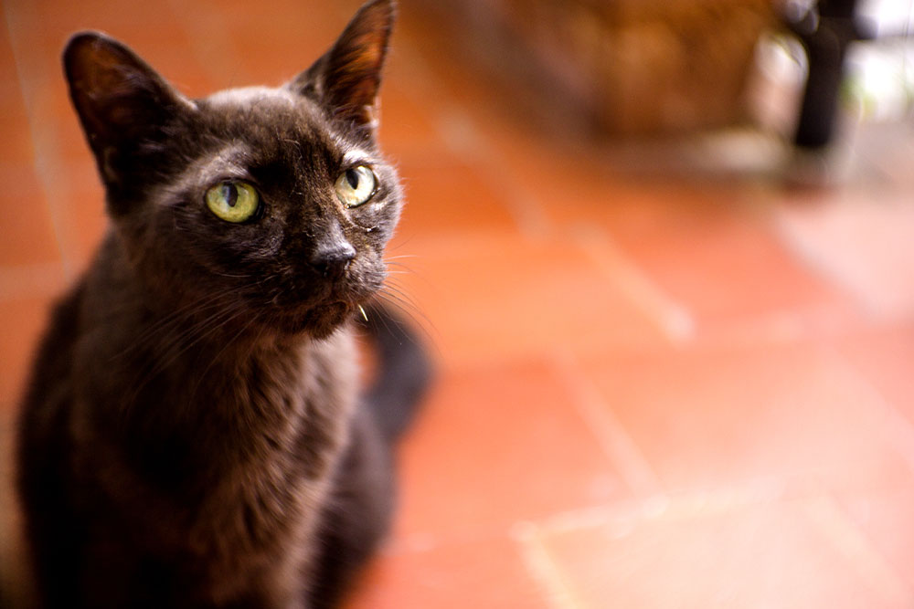 A close-up shot of an older black cat with green eyes sitting on a terracotta-tiled floor, looking slightly upward.