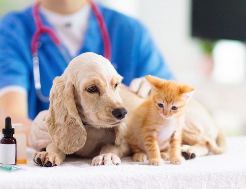 Deworming Schedules for Puppies & Kittens