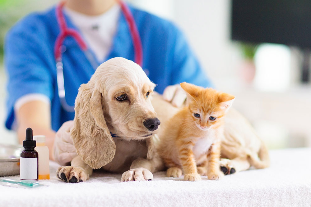 A cream-colored spaniel puppy and a small orange tabby kitten sit together on an exam table while a veterinarian in blue scrubs stands blurred in the background.