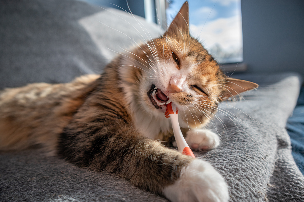 Cat chewing on a toothbrush indoors, playful pet dental care behavior.