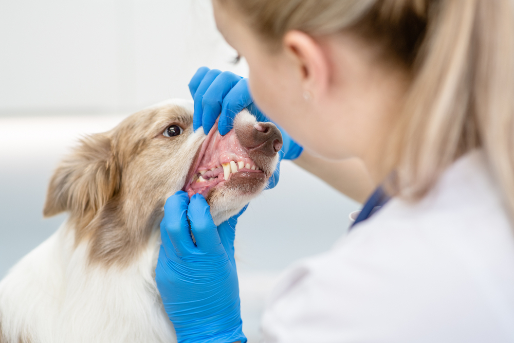 Dental checkup at veterinary clinic, oral health examination and pet dentistry care
