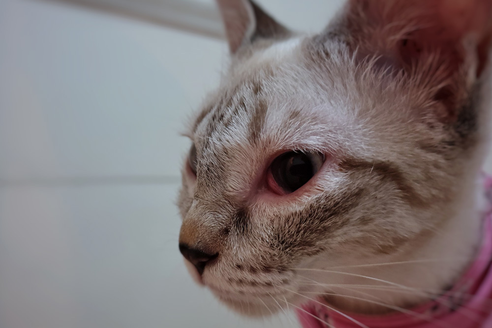 Cat with eye irritation and redness during veterinary eye examination