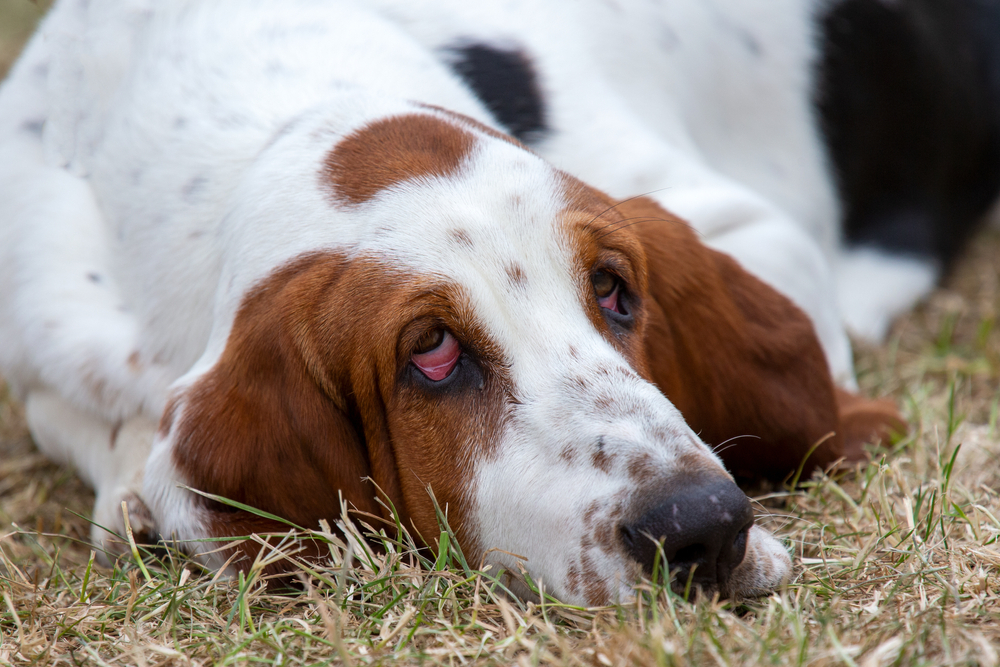 Dog with ectropion showing droopy outward-rolling lower eyelid during veterinary eye evaluation