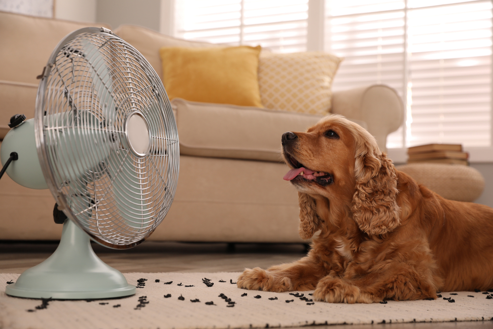 Dog staying cool during hot temperatures, highlighting heat stroke prevention, hydration, shade, and safe summer care for pets.
