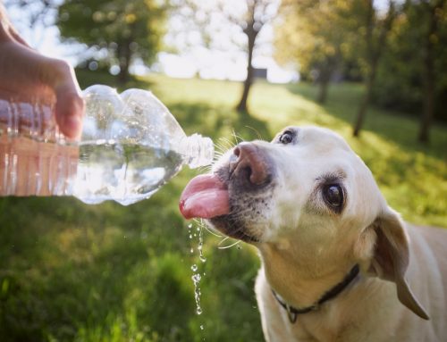 Would You Recognize Heat Stroke Before It Turns Serious?
