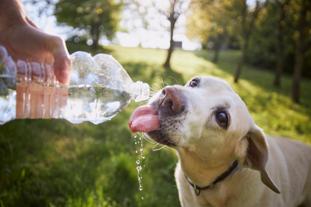 Pet drinking fresh water to stay hydrated and support healthy body functions, energy levels, and overall wellness.