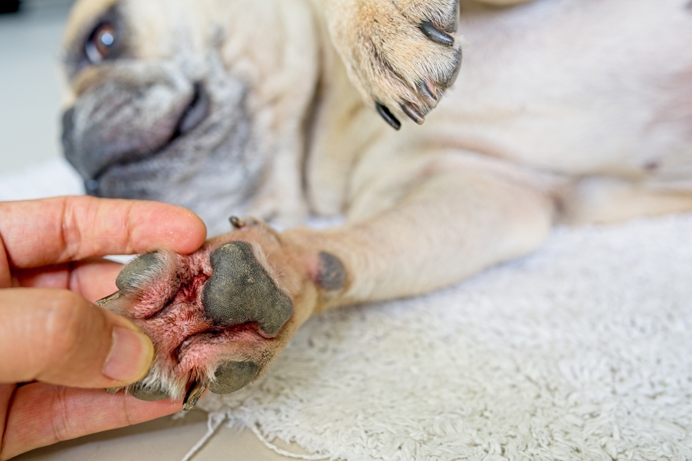 Man examining a dog's irritated skin for signs of allergies or itching.
