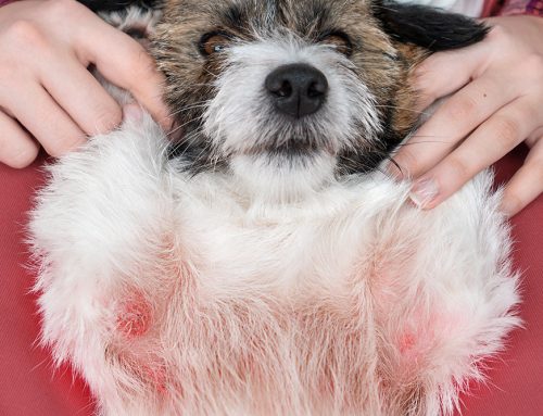 Mild Allergy Flare or True Emergency: How Do You Tell the Difference in a Dog or Cat?