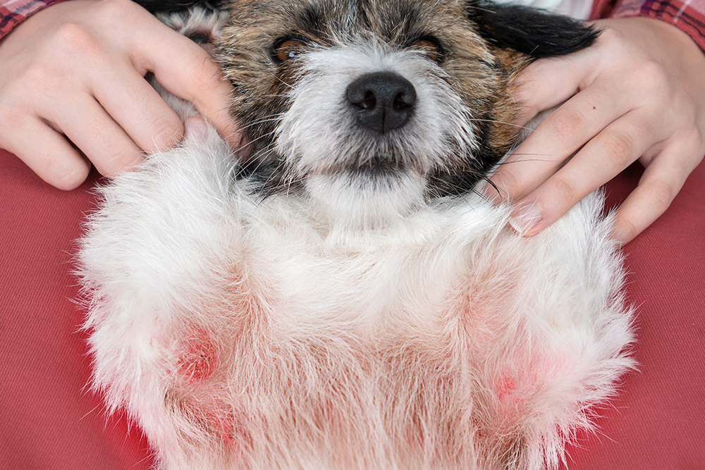 Dog with irritated skin and allergic wounds receiving attention for a skin condition.