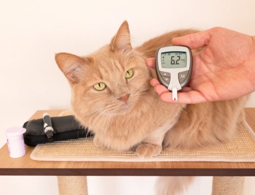 How Do Senior Screening Tests Catch What You Can’t See at Home?