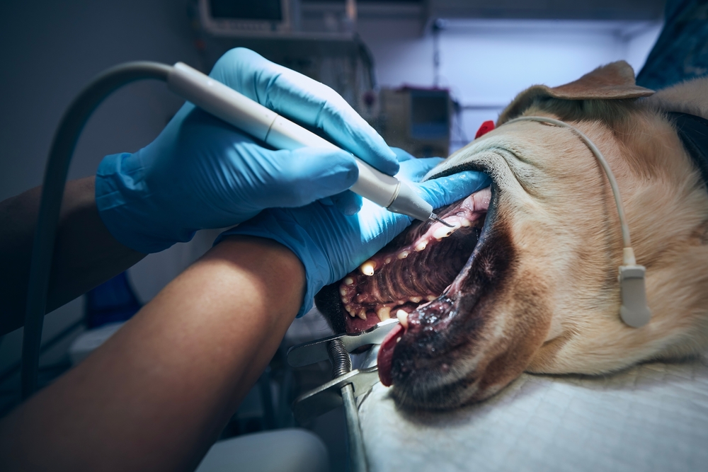 Veterinarian cleaning a dog's teeth with professional dental equipment during a dental procedure.