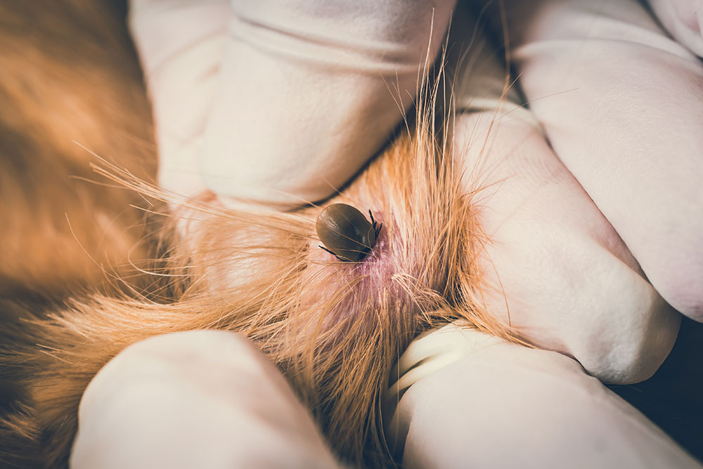 A macro close-up shot of gloved hands parting ginger fur to reveal a large, swollen engorged tick firmly attached to the pink skin underneath.