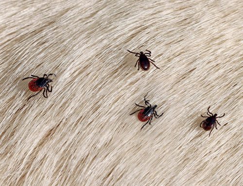 Why Does My Pet Need Tick Testing Before IMHA or ITP Treatment?