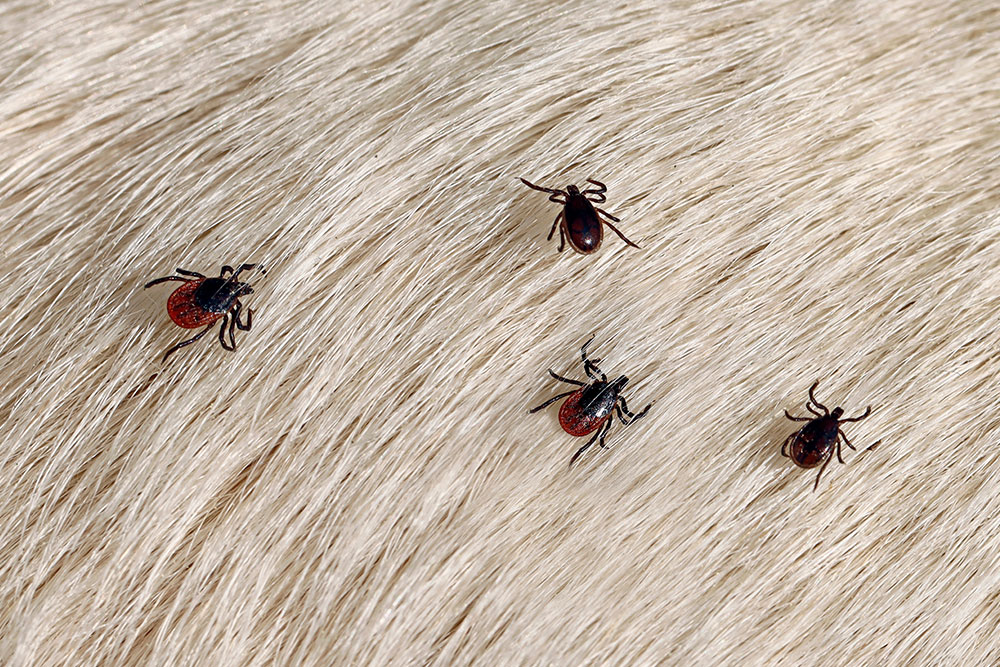 A macro close-up shot showing four dark brown and reddish ticks crawling across short, dense cream-colored animal fur.